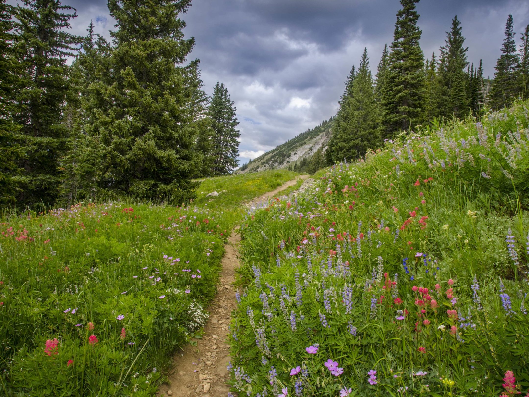 a close up of a flower garden