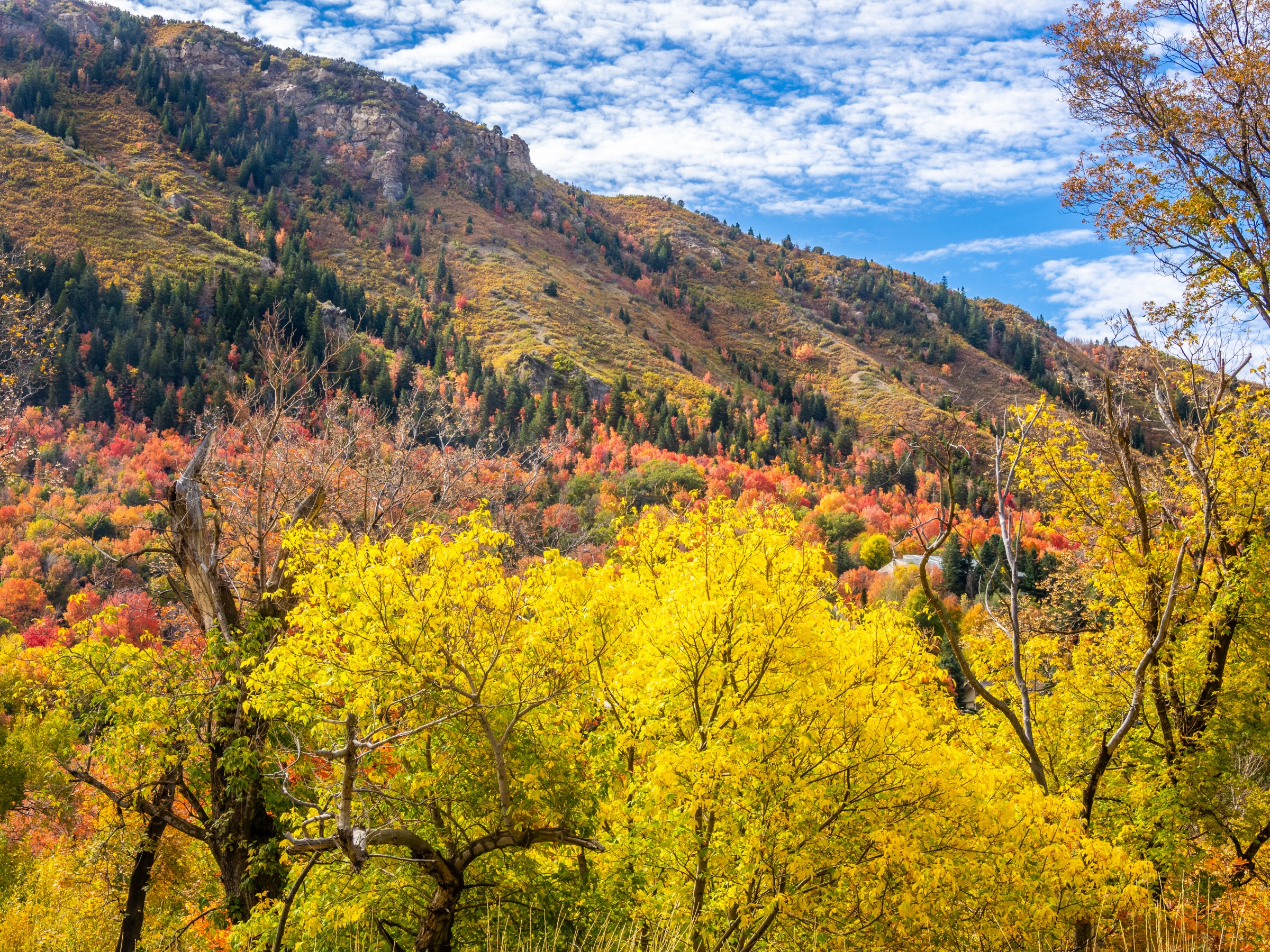 Autumn-colored aspens in Utah.