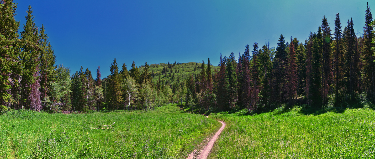 Dirt path winding through a lush green meadow surrounded by tall trees under a clear blue sky.